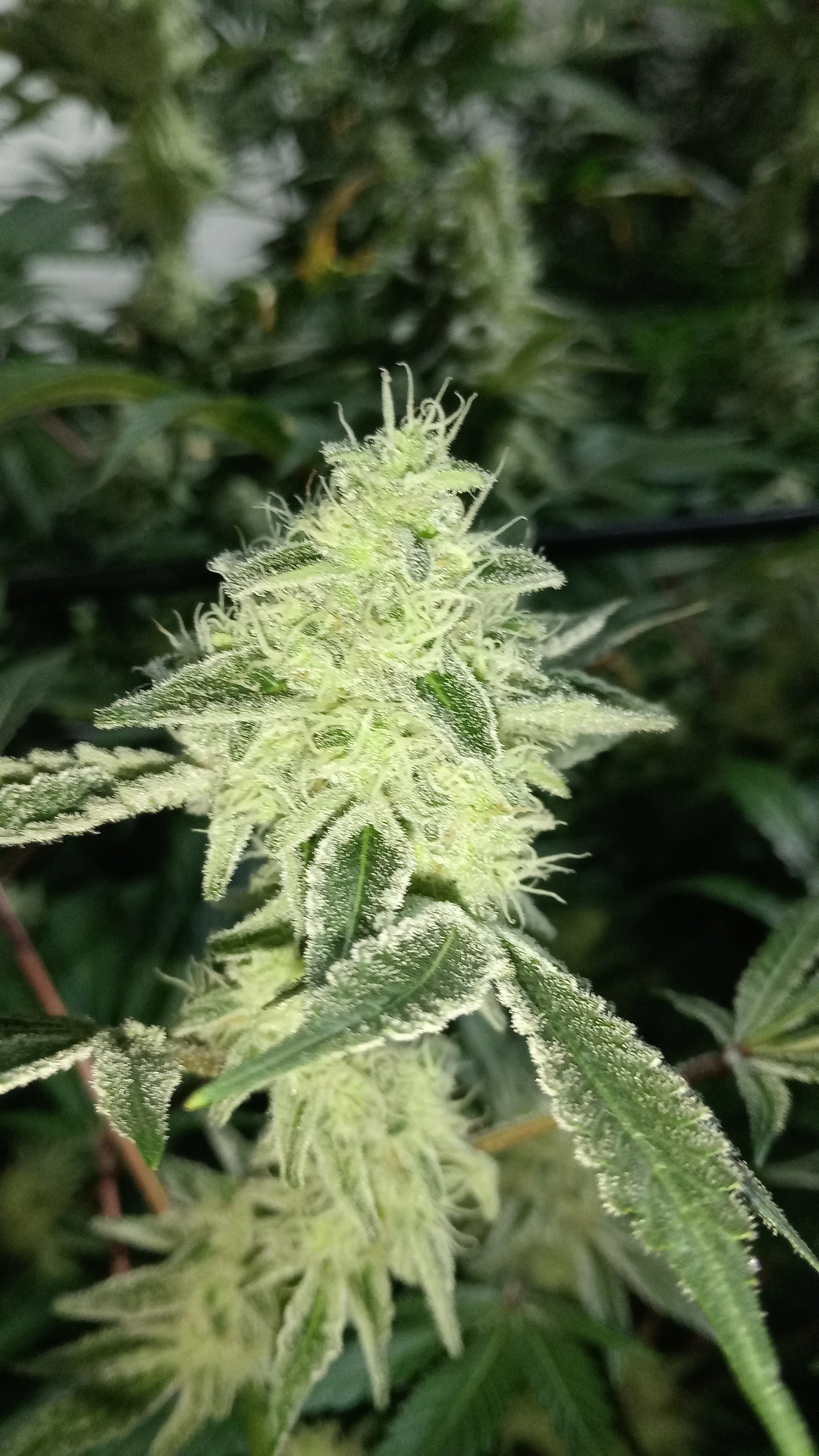 Premium cannabis plants in a controlled indoor grow environment