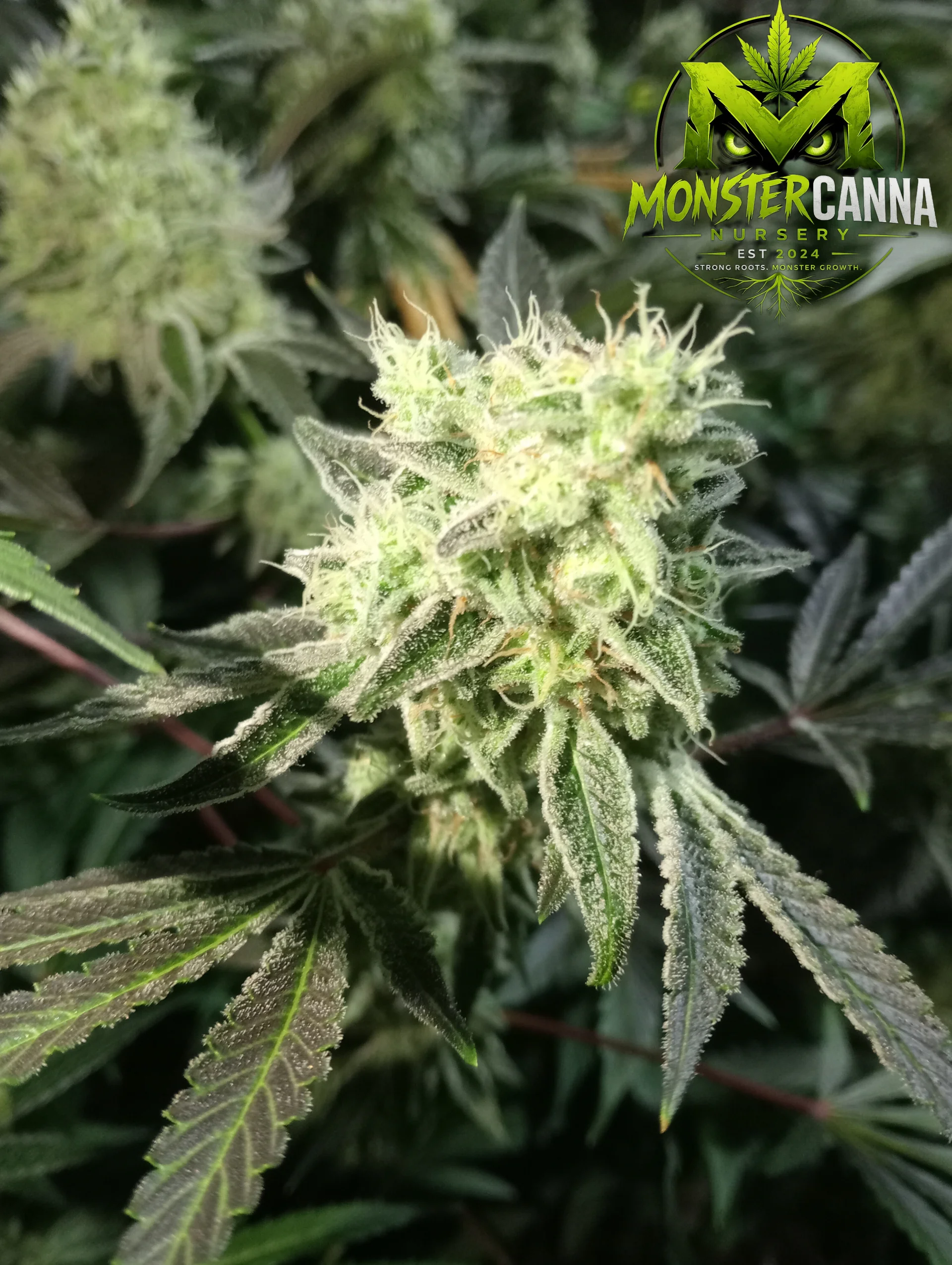 Sativa cannabis plant with vibrant green leaves