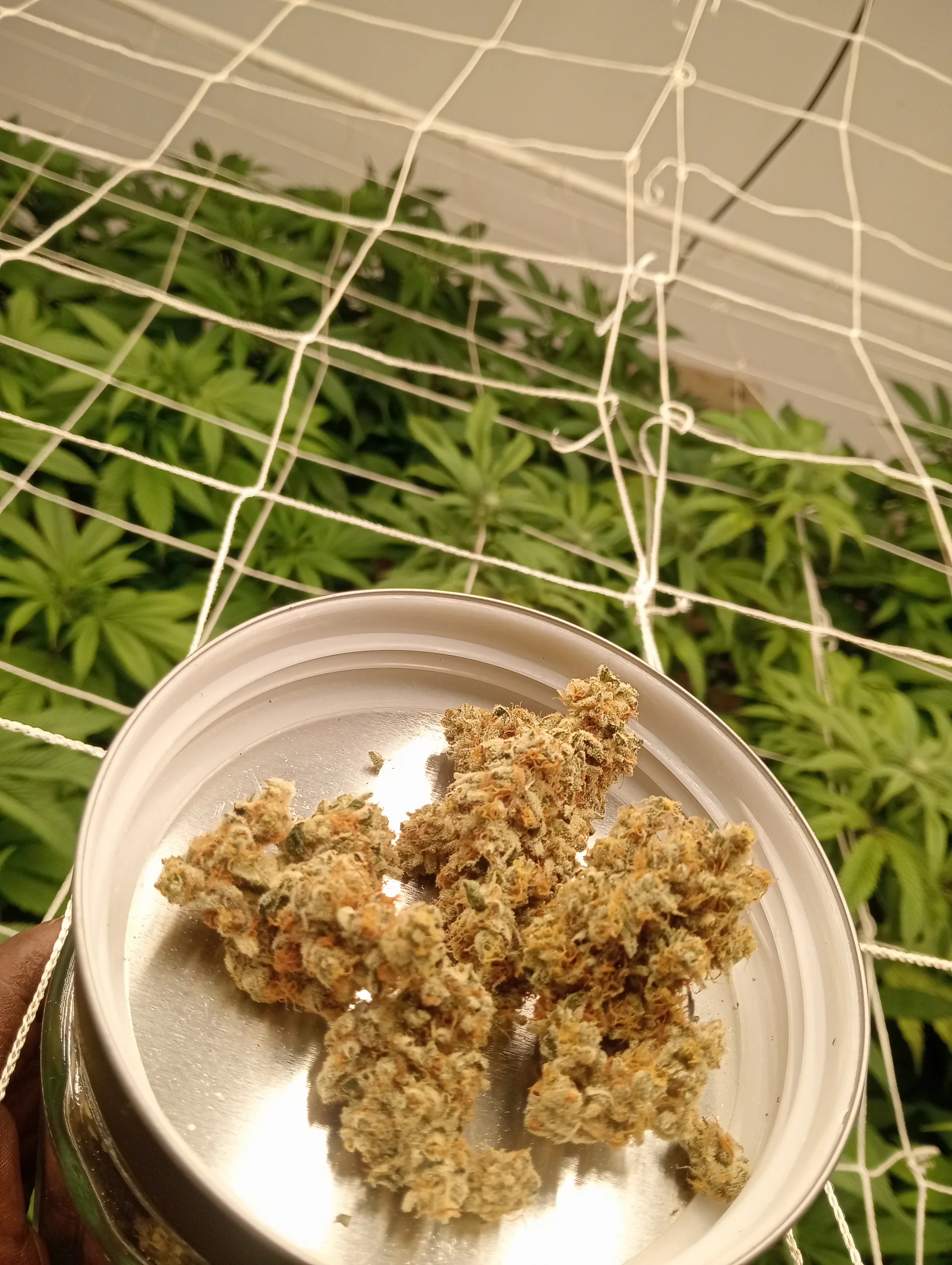 Premium CBD Oil