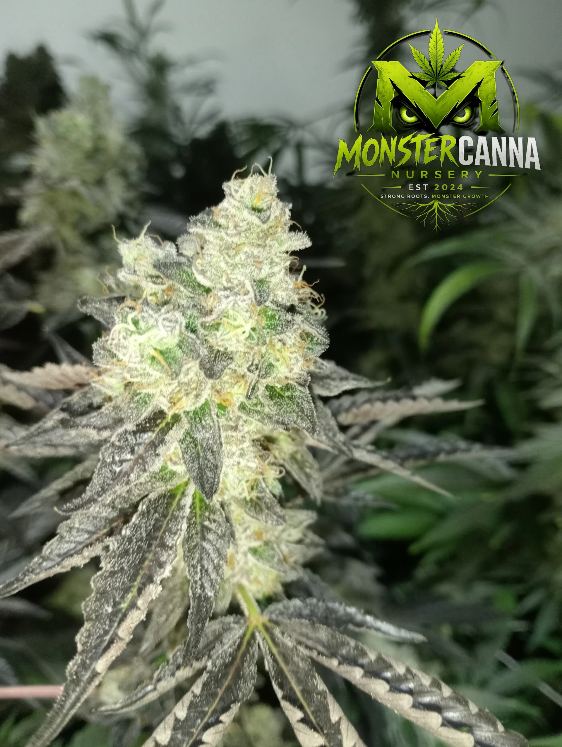 Hybrid cannabis strain with purple and green hues